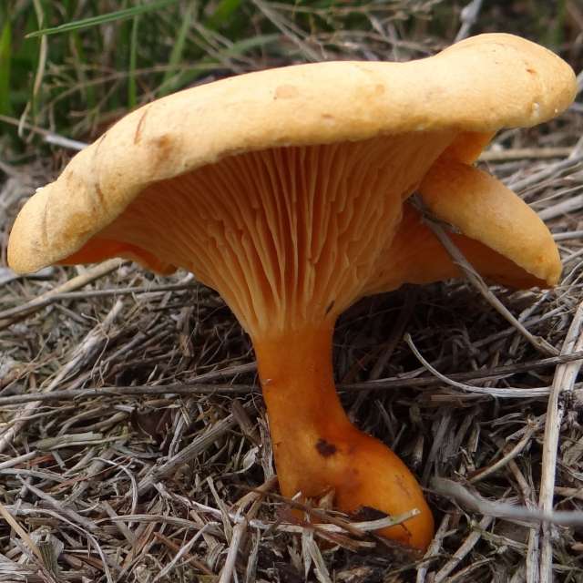 Ложные лисички
