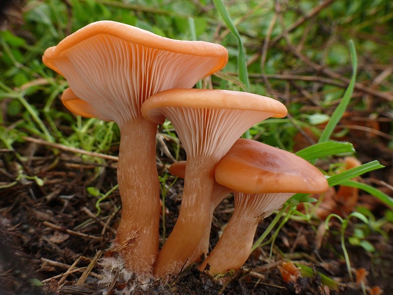 Ложные лисички