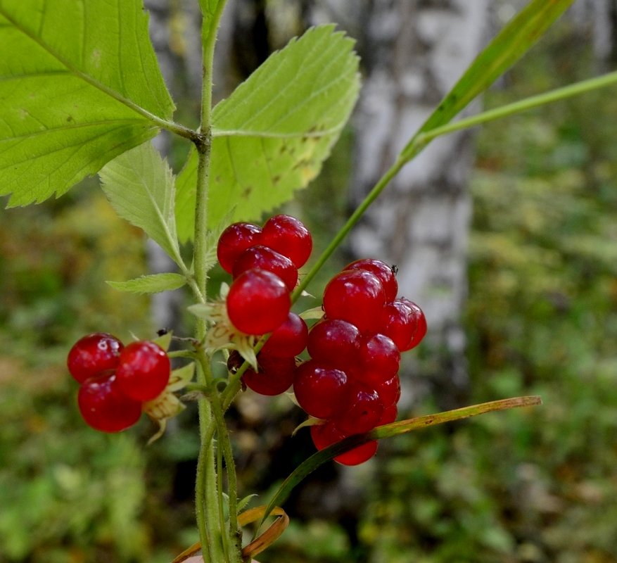 Костяника (Rubus saxatilis): северный гранат, который прячется во мху