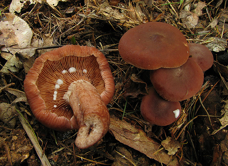 Млечник камфорный