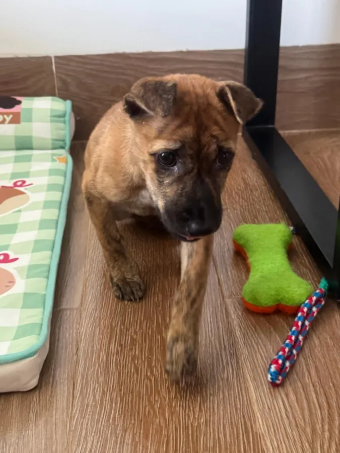 3-month-old female puppy