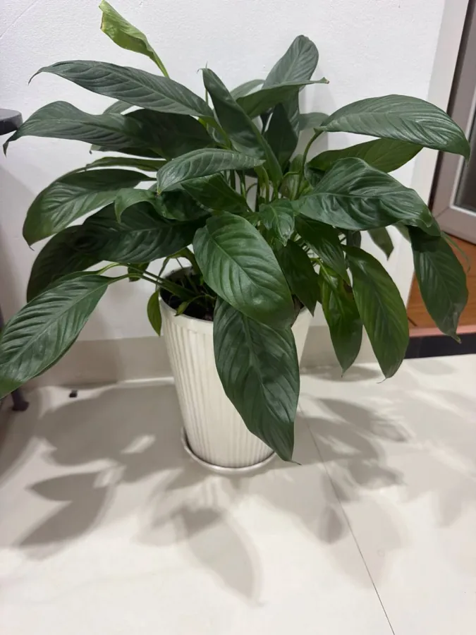 Hoa trồng chậu, cao 60 và 82 cm