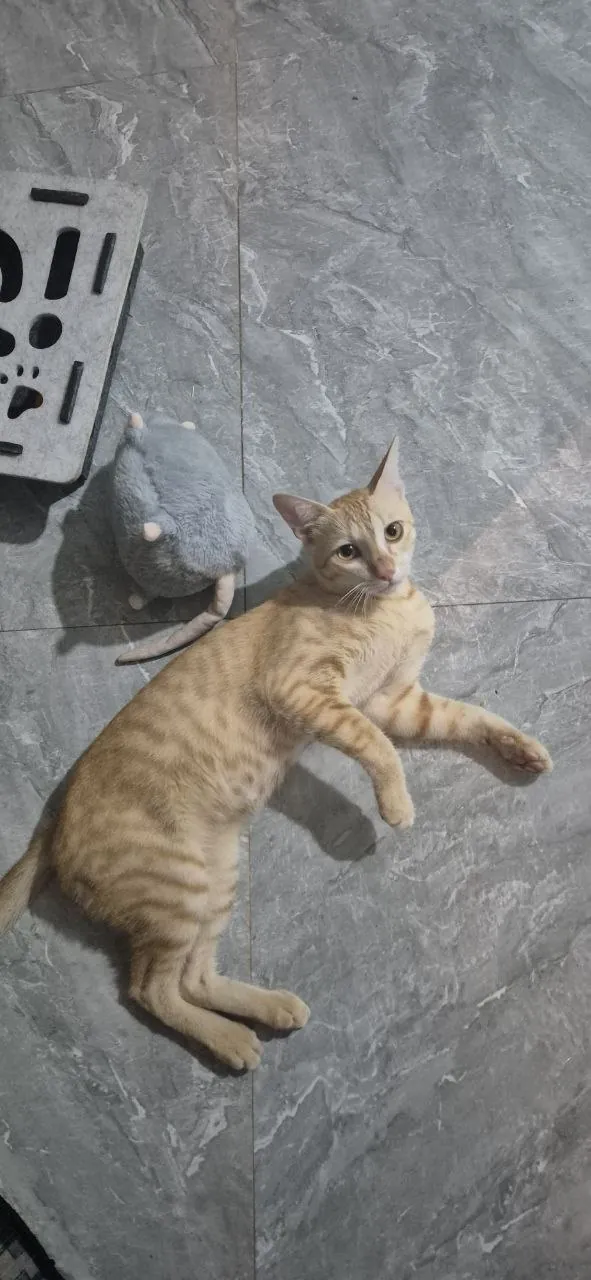 Sweet kitten looking for a home