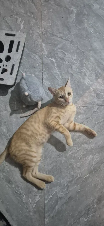 Ласковый котёнок ищет дом