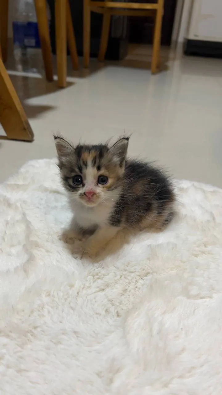 Котята ищут любящих хозяев