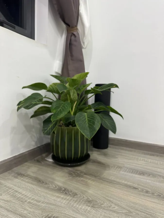Philodendron Birkin in a ceramic pot