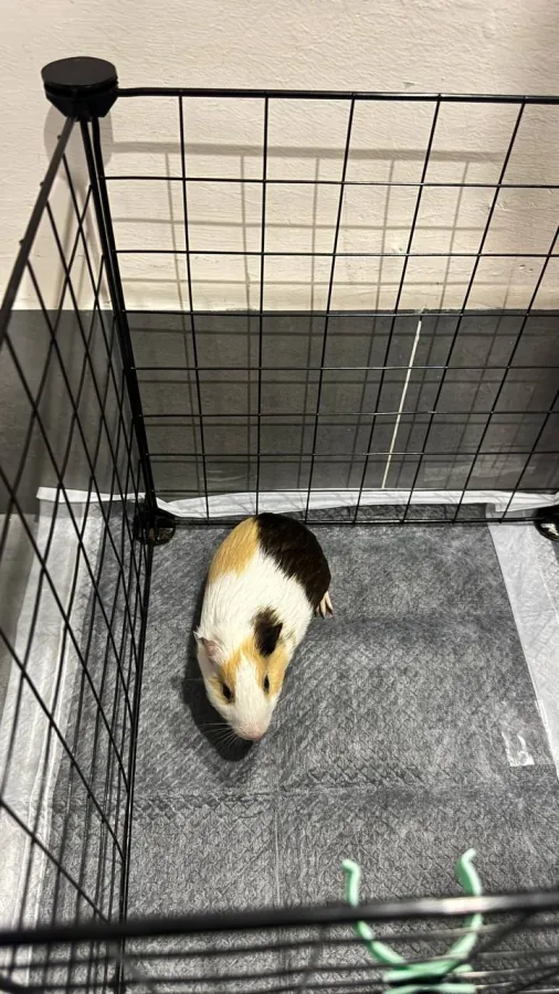 Two guinea pigs with cage and food
