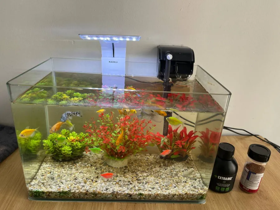 16-liter aquarium with fish and accessories