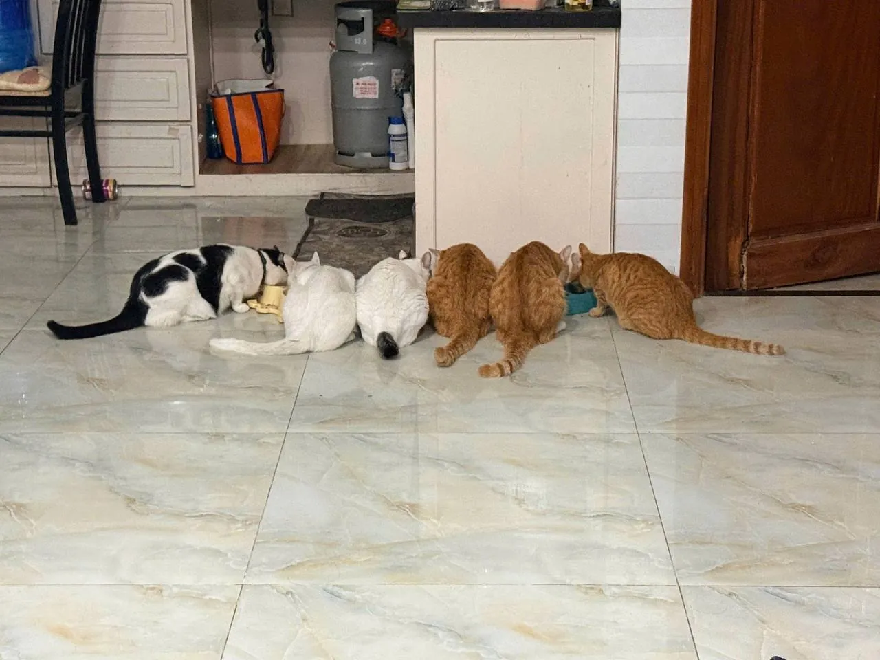 Коты в добрые руки