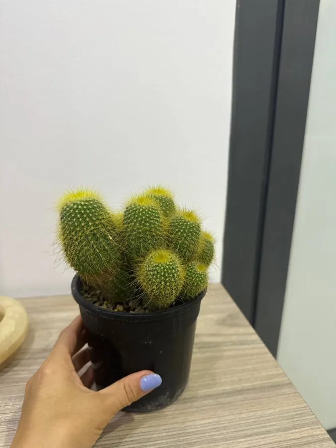 Cactus
